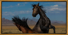 Load image into Gallery viewer, Winner Takes All
