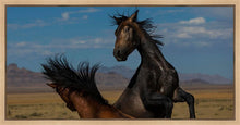 Load image into Gallery viewer, Winner Takes All
