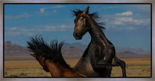 Load image into Gallery viewer, Winner Takes All
