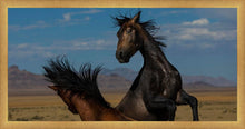 Load image into Gallery viewer, Winner Takes All

