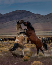 Load image into Gallery viewer, Desert Duel 1
