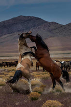 Load image into Gallery viewer, Desert Duel 1
