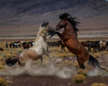 Load image into Gallery viewer, Desert Duel 5
