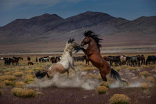 Load image into Gallery viewer, Desert Duel 5
