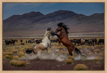 Load image into Gallery viewer, Desert Duel 5
