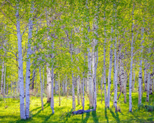 Load image into Gallery viewer, Early Morning Light in the Wasatch Backcountry

