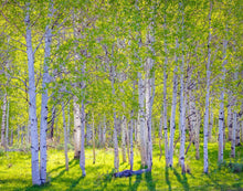 Load image into Gallery viewer, Early Morning Light in the Wasatch Backcountry
