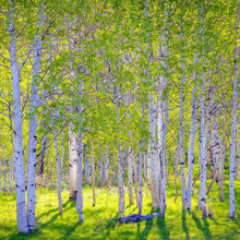 Load image into Gallery viewer, Early Morning Light in the Wasatch Backcountry
