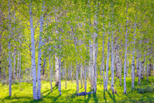 Load image into Gallery viewer, Early Morning Light in the Wasatch Backcountry
