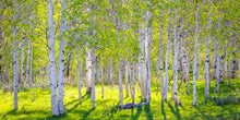 Load image into Gallery viewer, Early Morning Light in the Wasatch Backcountry
