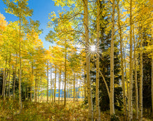 Load image into Gallery viewer, Autumn in the Rocky Mountains, Wasatch National Forest, Utah
