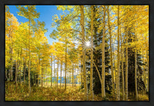 Load image into Gallery viewer, Autumn in the Rocky Mountains, Wasatch National Forest, Utah
