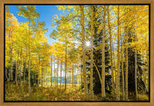 Load image into Gallery viewer, Autumn in the Rocky Mountains, Wasatch National Forest, Utah
