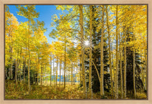 Load image into Gallery viewer, Autumn in the Rocky Mountains, Wasatch National Forest, Utah
