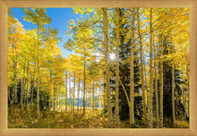 Load image into Gallery viewer, Autumn in the Rocky Mountains, Wasatch National Forest, Utah
