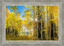 Load image into Gallery viewer, Autumn in the Rocky Mountains, Wasatch National Forest, Utah
