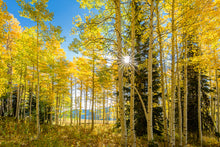 Load image into Gallery viewer, Autumn in the Rocky Mountains, Wasatch National Forest, Utah
