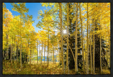 Load image into Gallery viewer, Autumn in the Rocky Mountains, Wasatch National Forest, Utah
