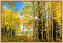 Load image into Gallery viewer, Autumn in the Rocky Mountains, Wasatch National Forest, Utah
