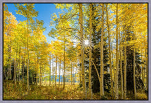 Load image into Gallery viewer, Autumn in the Rocky Mountains, Wasatch National Forest, Utah
