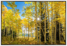 Load image into Gallery viewer, Autumn in the Rocky Mountains, Wasatch National Forest, Utah
