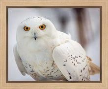 Load image into Gallery viewer, Snowy Owl, Haines, Alaska
