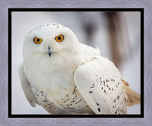 Load image into Gallery viewer, Snowy Owl, Haines, Alaska
