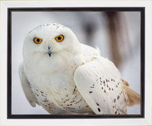 Load image into Gallery viewer, Snowy Owl, Haines, Alaska
