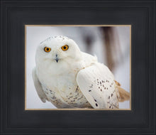 Load image into Gallery viewer, Snowy Owl, Haines, Alaska
