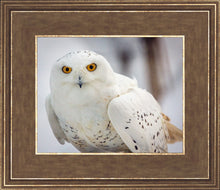 Load image into Gallery viewer, Snowy Owl, Haines, Alaska
