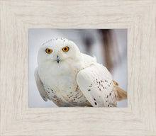 Load image into Gallery viewer, Snowy Owl, Haines, Alaska
