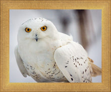 Load image into Gallery viewer, Snowy Owl, Haines, Alaska
