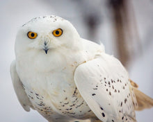 Load image into Gallery viewer, Snowy Owl, Haines, Alaska
