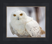 Load image into Gallery viewer, Snowy Owl, Haines, Alaska
