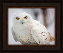Load image into Gallery viewer, Snowy Owl, Haines, Alaska
