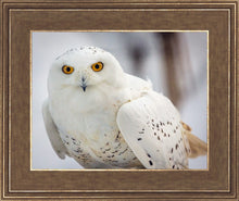 Load image into Gallery viewer, Snowy Owl, Haines, Alaska
