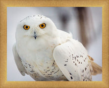 Load image into Gallery viewer, Snowy Owl, Haines, Alaska
