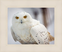 Load image into Gallery viewer, Snowy Owl, Haines, Alaska

