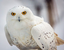 Load image into Gallery viewer, Snowy Owl, Haines, Alaska
