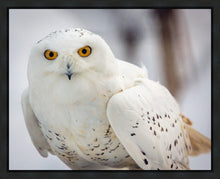 Load image into Gallery viewer, Snowy Owl, Haines, Alaska
