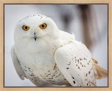 Load image into Gallery viewer, Snowy Owl, Haines, Alaska

