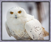 Load image into Gallery viewer, Snowy Owl, Haines, Alaska
