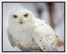Load image into Gallery viewer, Snowy Owl, Haines, Alaska
