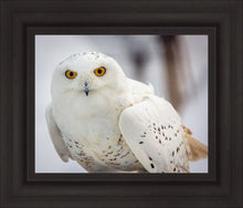 Load image into Gallery viewer, Snowy Owl, Haines, Alaska
