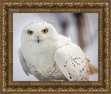 Load image into Gallery viewer, Snowy Owl, Haines, Alaska
