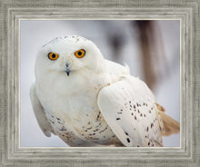 Load image into Gallery viewer, Snowy Owl, Haines, Alaska
