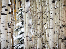 Load image into Gallery viewer, Christmas Around the Corner, Guardsman Pass, Park City, Utah
