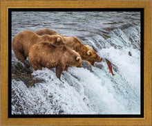 Load image into Gallery viewer, Grizzly Bears Fishing for Salmon at Katmai National Park Brooks Falls, Alaska
