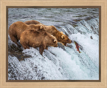 Load image into Gallery viewer, Grizzly Bears Fishing for Salmon at Katmai National Park Brooks Falls, Alaska
