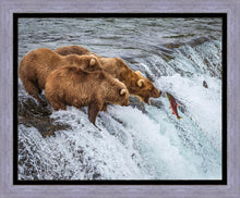 Load image into Gallery viewer, Grizzly Bears Fishing for Salmon at Katmai National Park Brooks Falls, Alaska
